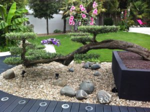 Création d'un jardin avec bonzaï géant en pot et décoration de pierres et graviers par Aux 1001 Saisons